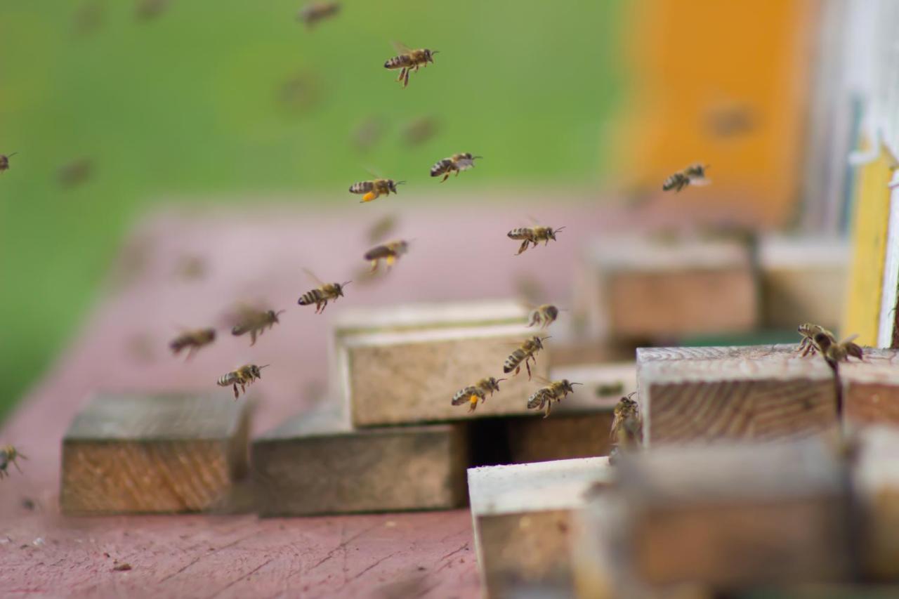 Bee House Maya Hotel Rob Bagian luar foto